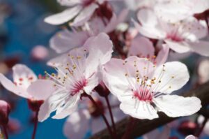 Easter & Spring: Art Prints That Bring the Season Inside