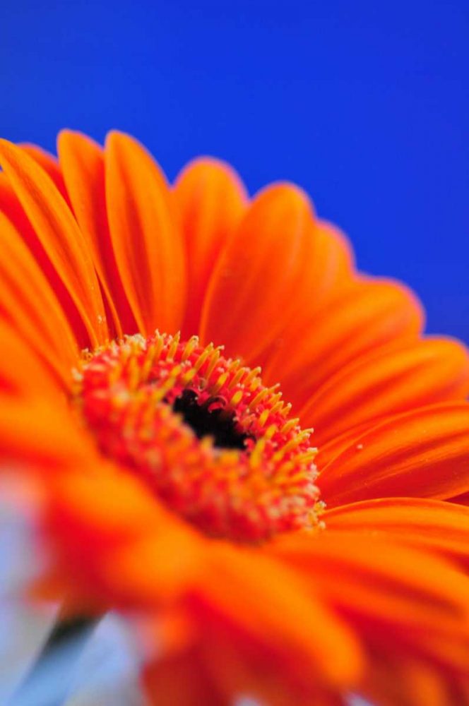 Compliments II — Spring Floral Art Print