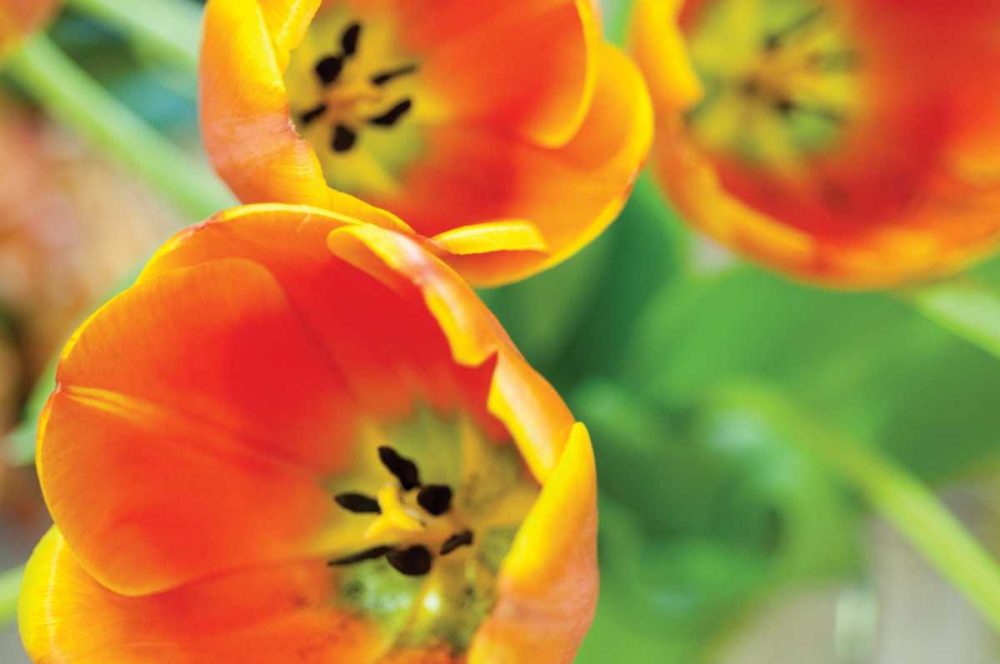 Orange Tulips II — Spring Art Print
