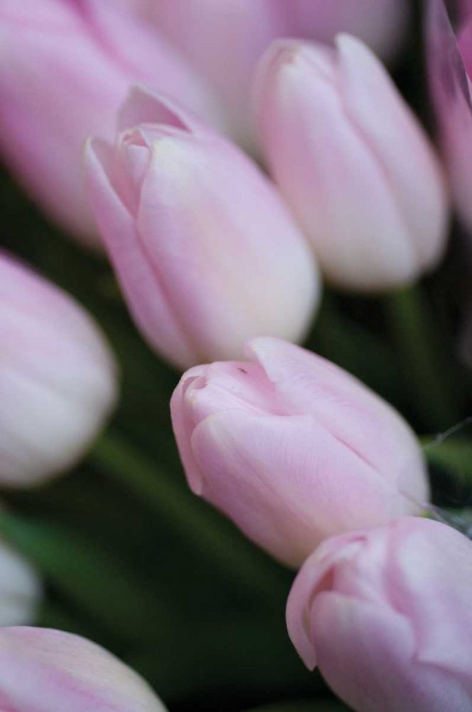 Soft Pink Tulips II — Spring Art Print