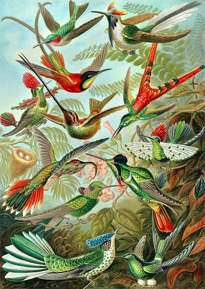 Trochilidae, back to school art prints
