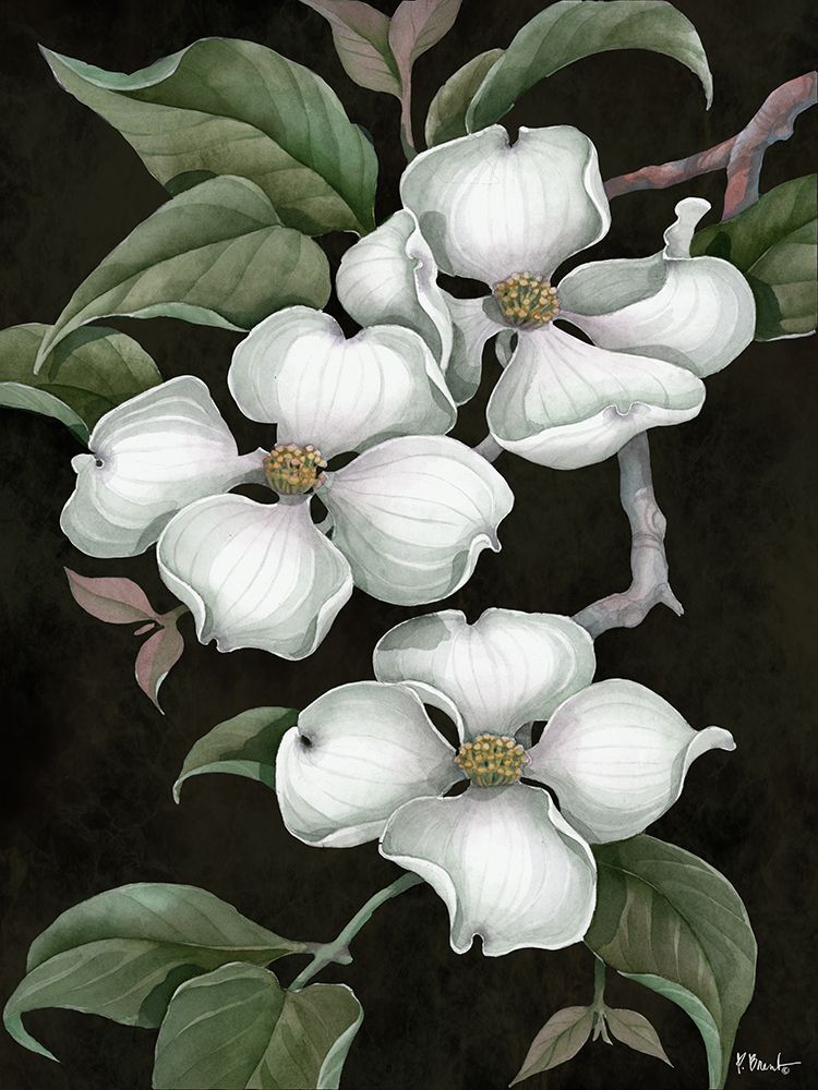 Dogwood - Black art print by Paul Brent for $57.95 CAD