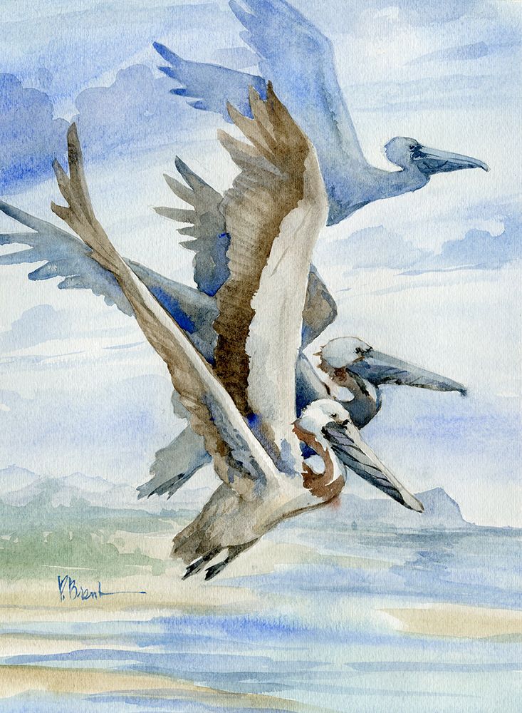 Pelicans Aloft art print by Paul Brent for $57.95 CAD