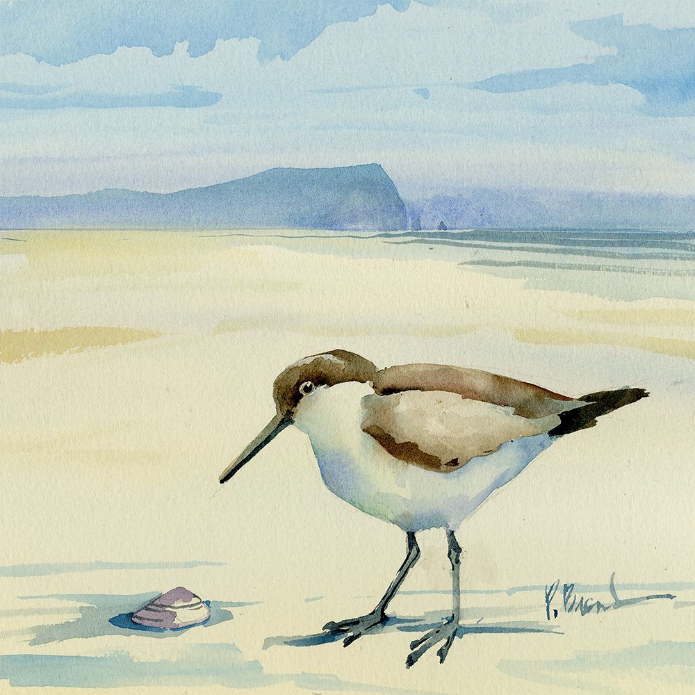 Oceanside Sandpiper and Shell art print by Paul Brent for $57.95 CAD