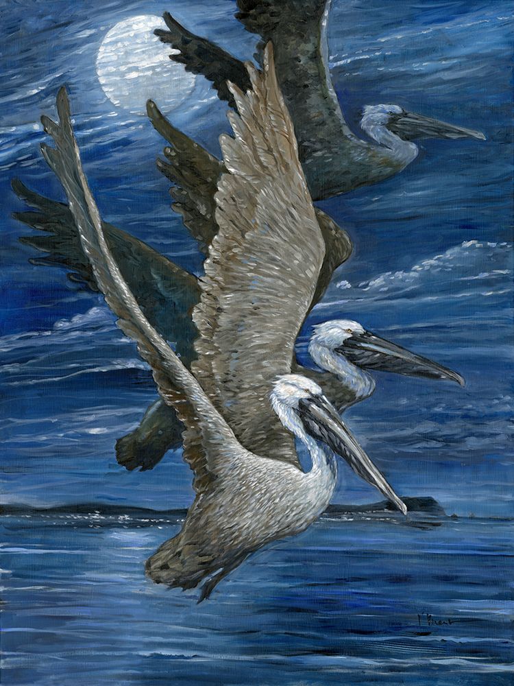 Pelican Nocturne art print by Paul Brent for $57.95 CAD