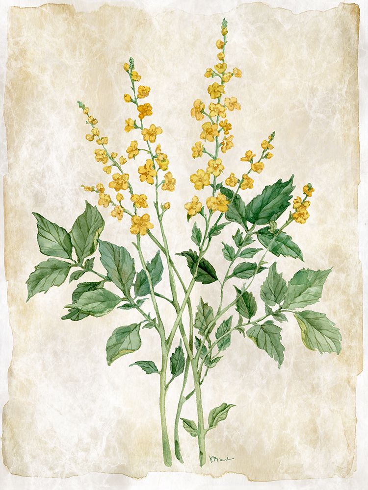 Floral Journal I art print by Paul Brent for $57.95 CAD
