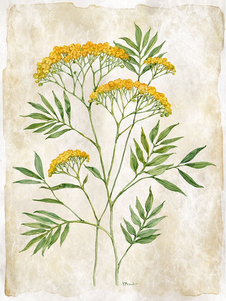 Floral Journal III art print by Paul Brent for $57.95 CAD