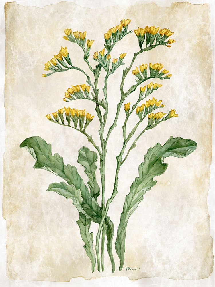 Floral Journal IV art print by Paul Brent for $57.95 CAD