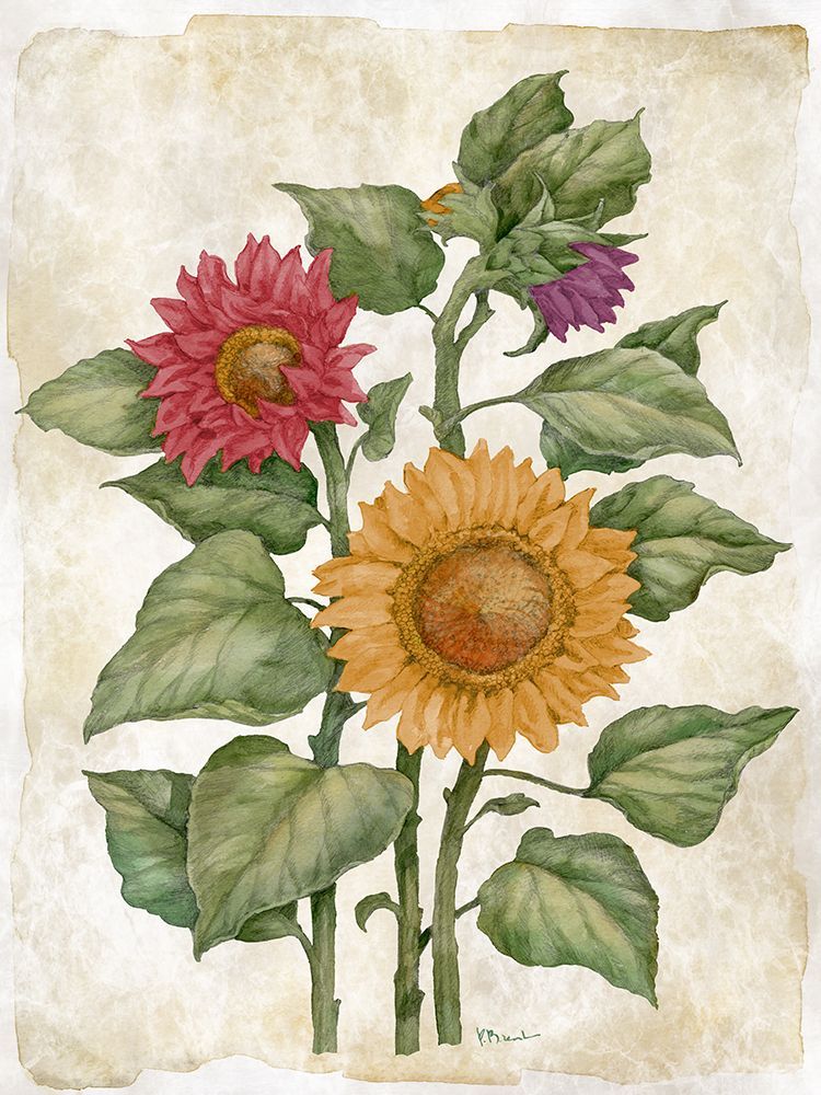 Floral Journal VIII - Multicolor art print by Paul Brent for $57.95 CAD