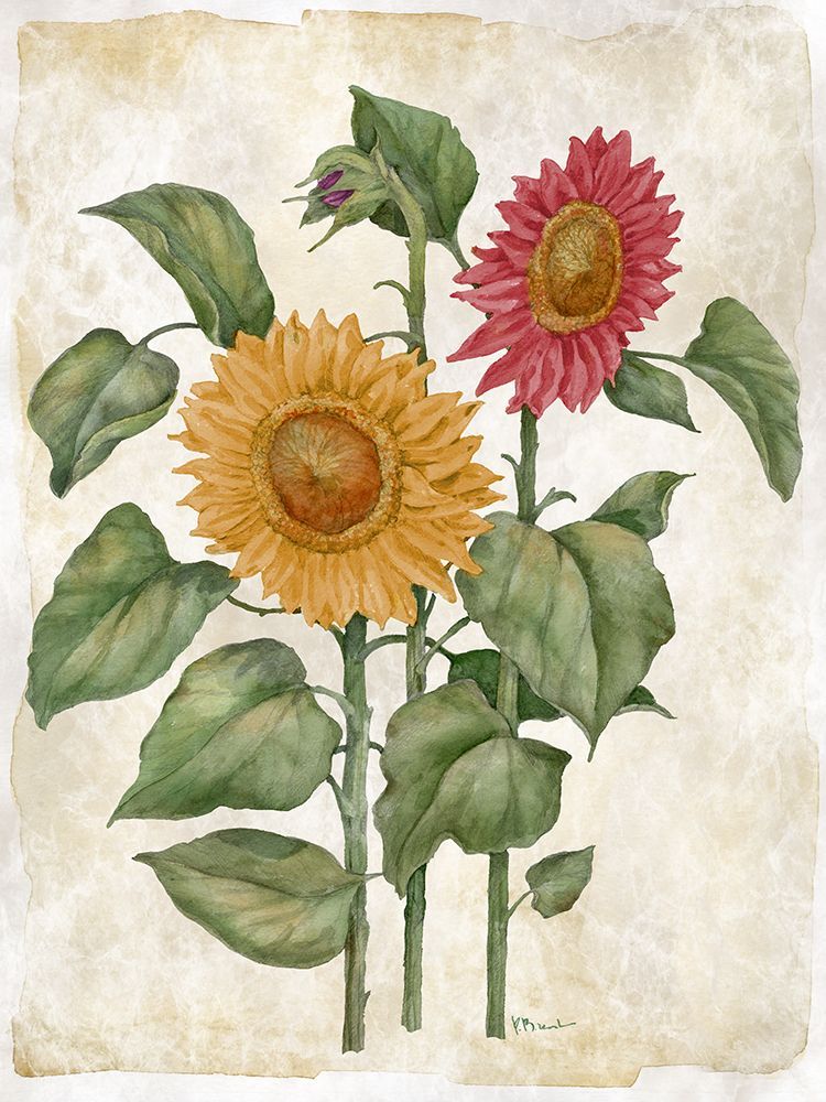 Floral Journal IX - Multicolor art print by Paul Brent for $57.95 CAD
