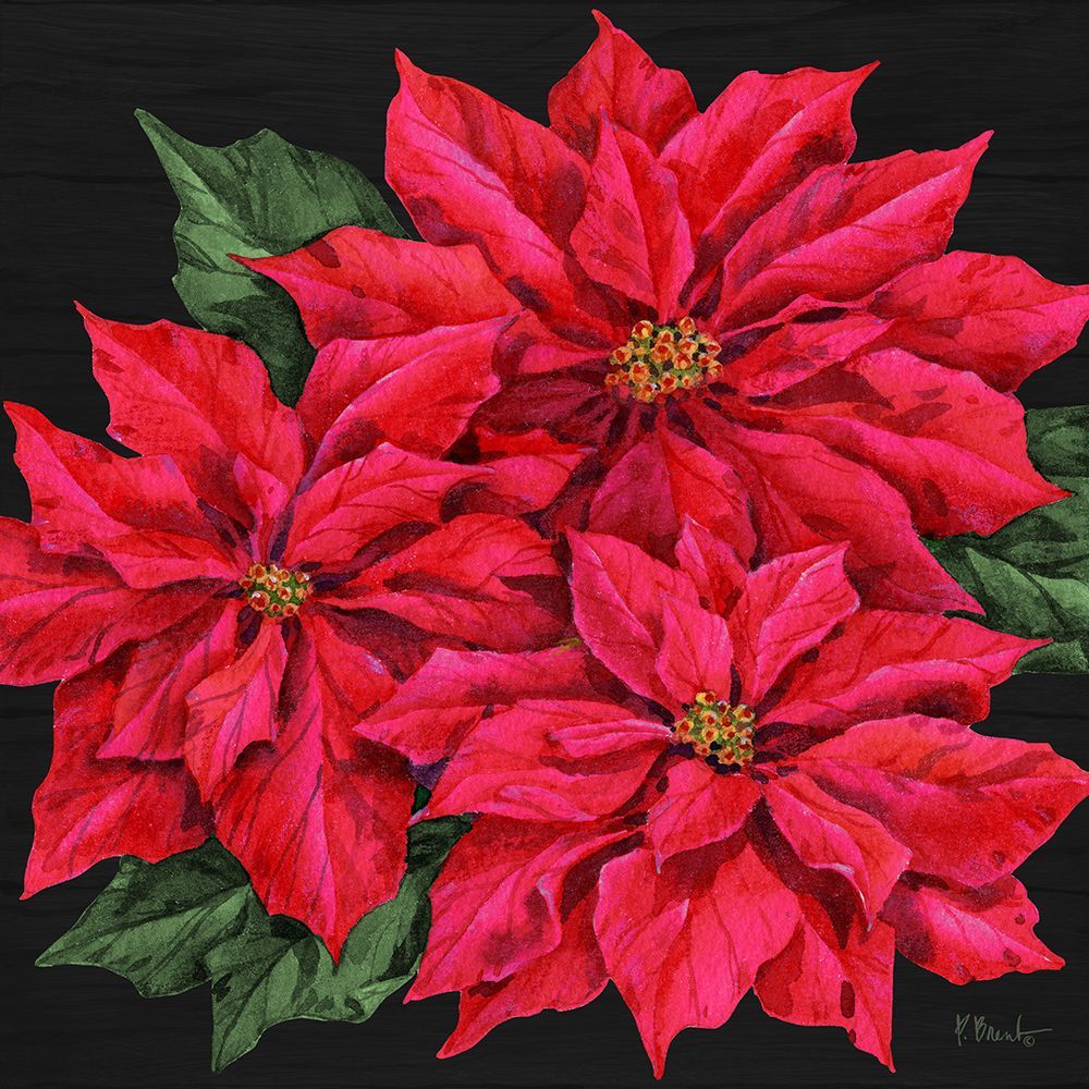 Poinsettia Trio art print by Paul Brent for $57.95 CAD