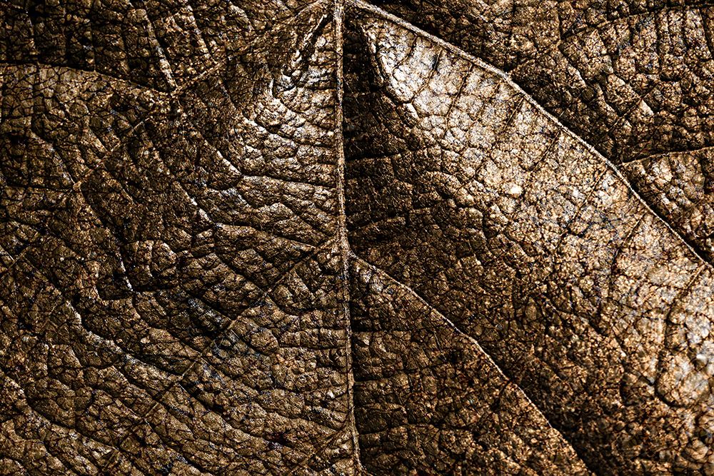 Foliage Textured 5 art print by Rachel Lee for $57.95 CAD