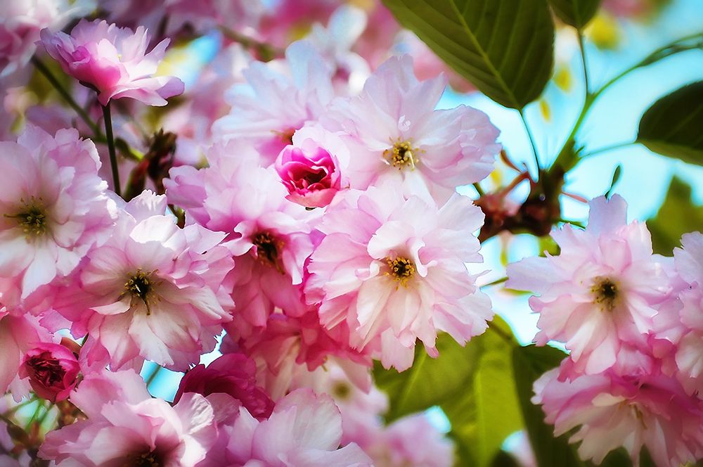 Pink Blossoms art print by Rachel Lee for $57.95 CAD