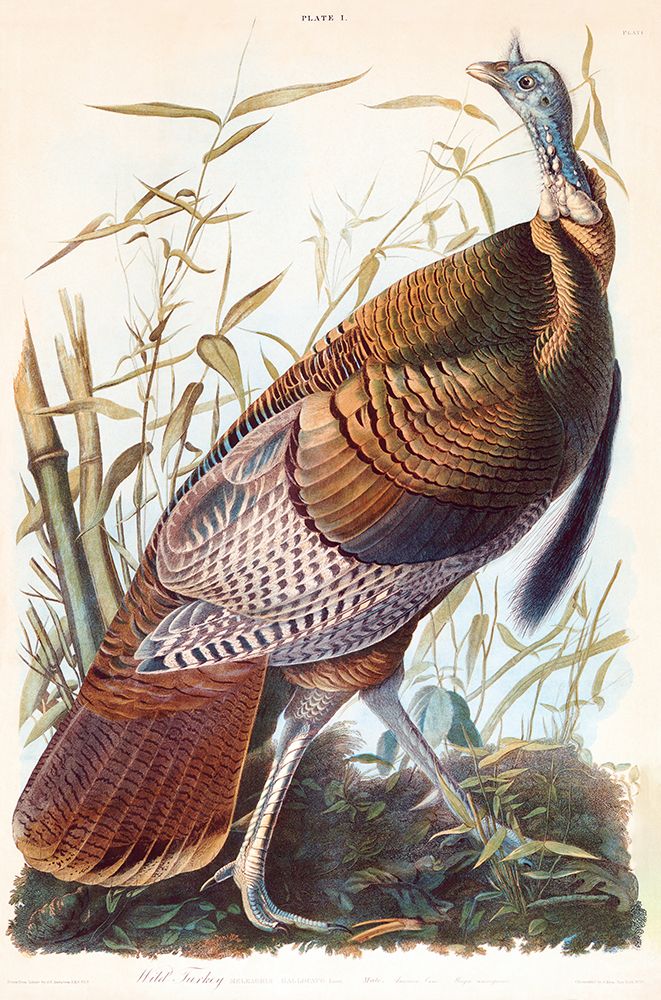 Audubon Turkey art print by Screendoor for $57.95 CAD