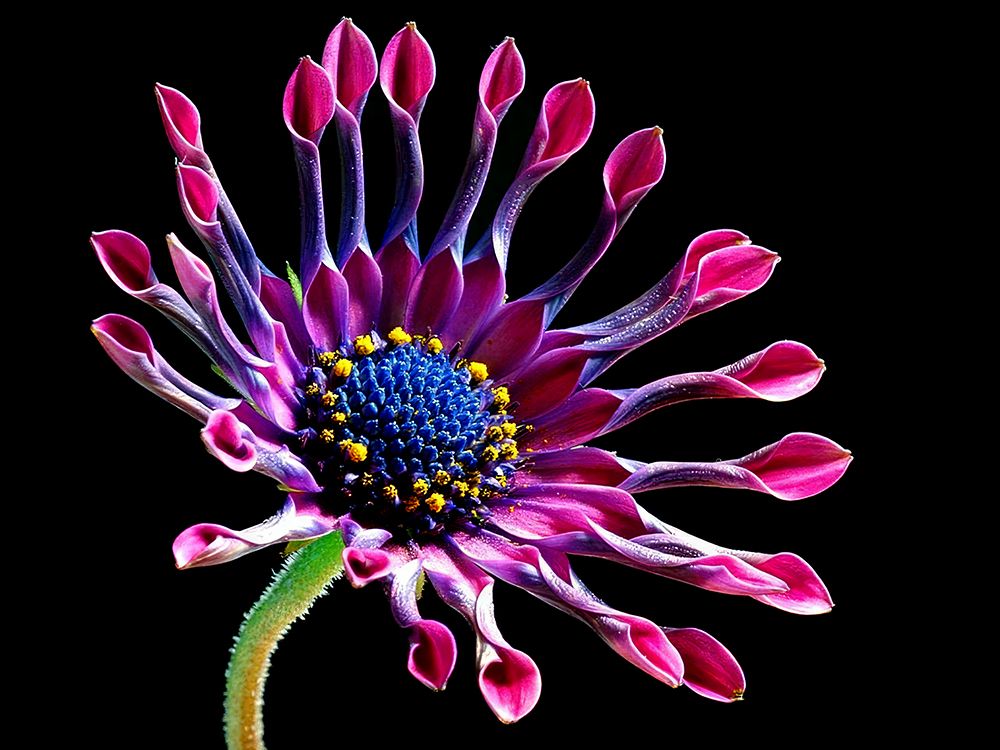 Macro Flower 45 art print by Rachel Lee for $57.95 CAD