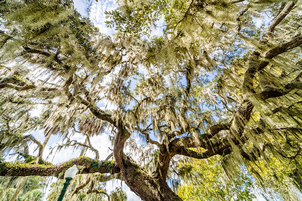 Spanish Moss art print by Will Malone for $57.95 CAD