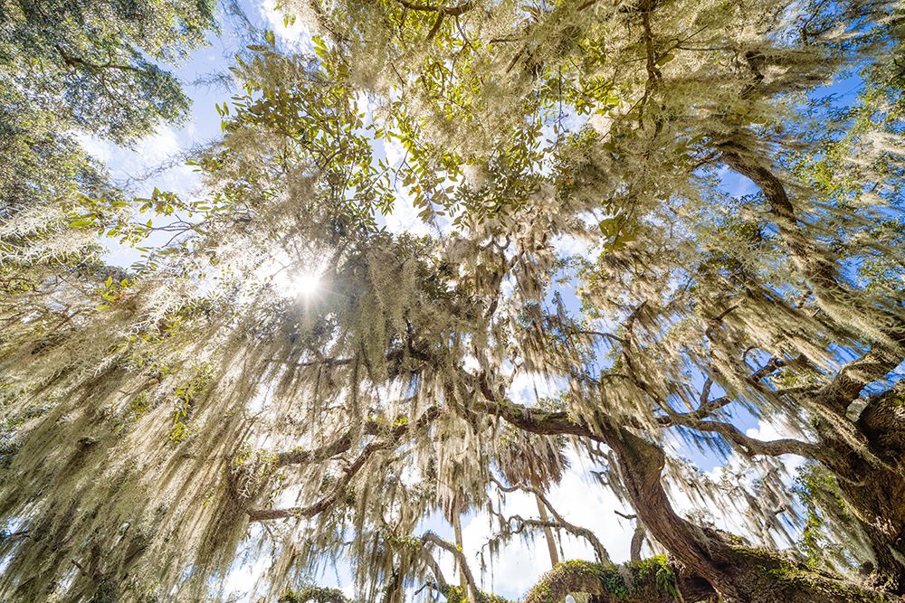 Spanish Moss 2 art print by Will Malone for $57.95 CAD