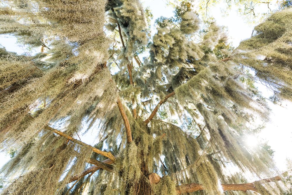 Spanish Moss 3 art print by Will Malone for $57.95 CAD