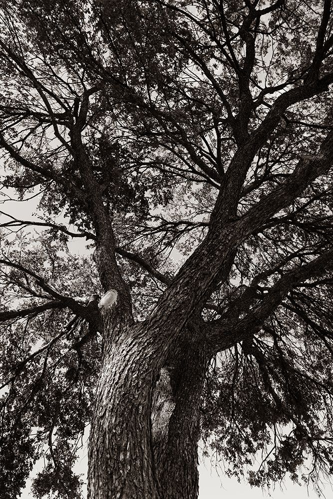 Sepia Tree art print by Will Malone for $57.95 CAD
