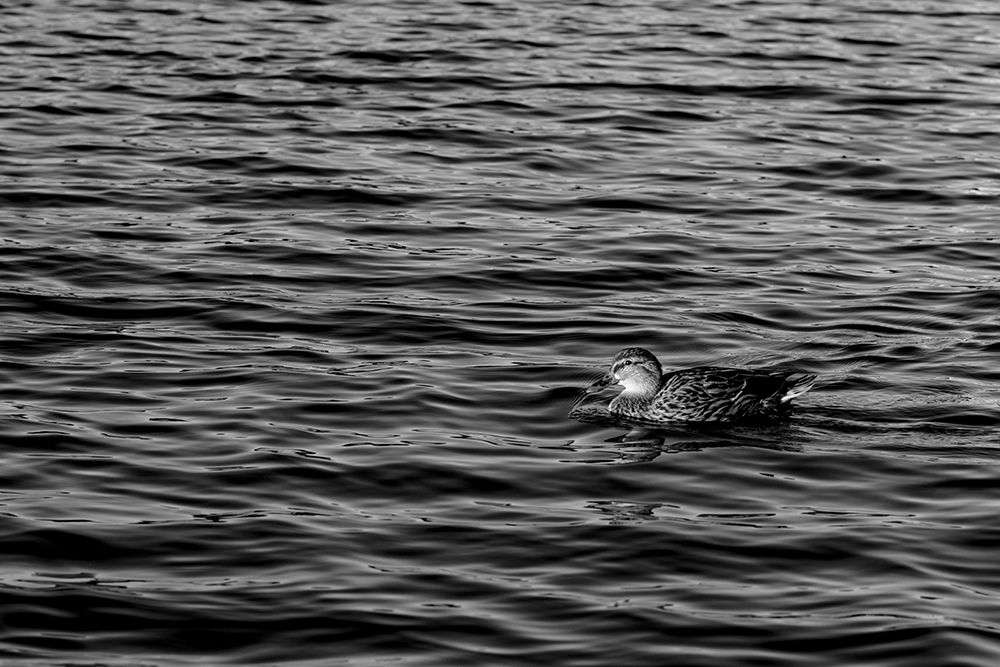 Monochromatic Duck art print by Will Malone for $57.95 CAD