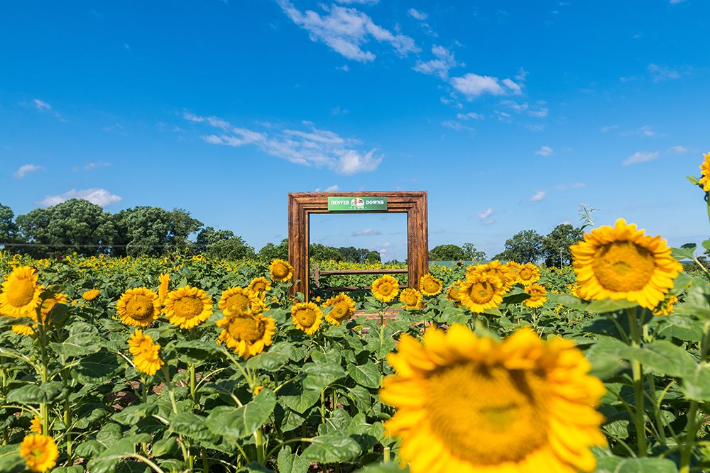 Denver Downs Sunflowers 1 art print by Will Malone for $57.95 CAD
