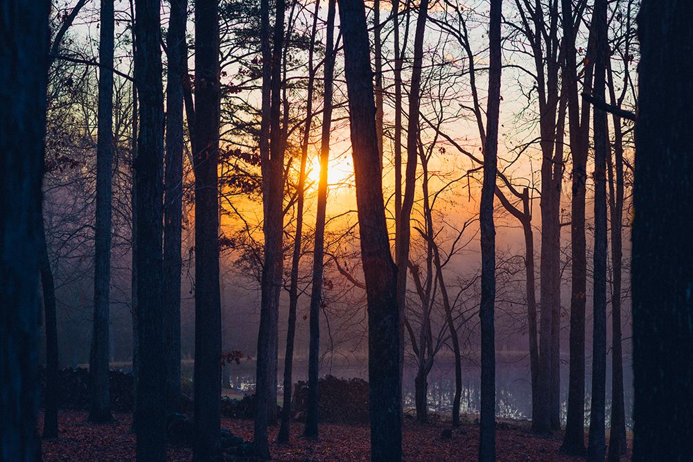 Foggy Sunrise art print by Will Malone for $57.95 CAD