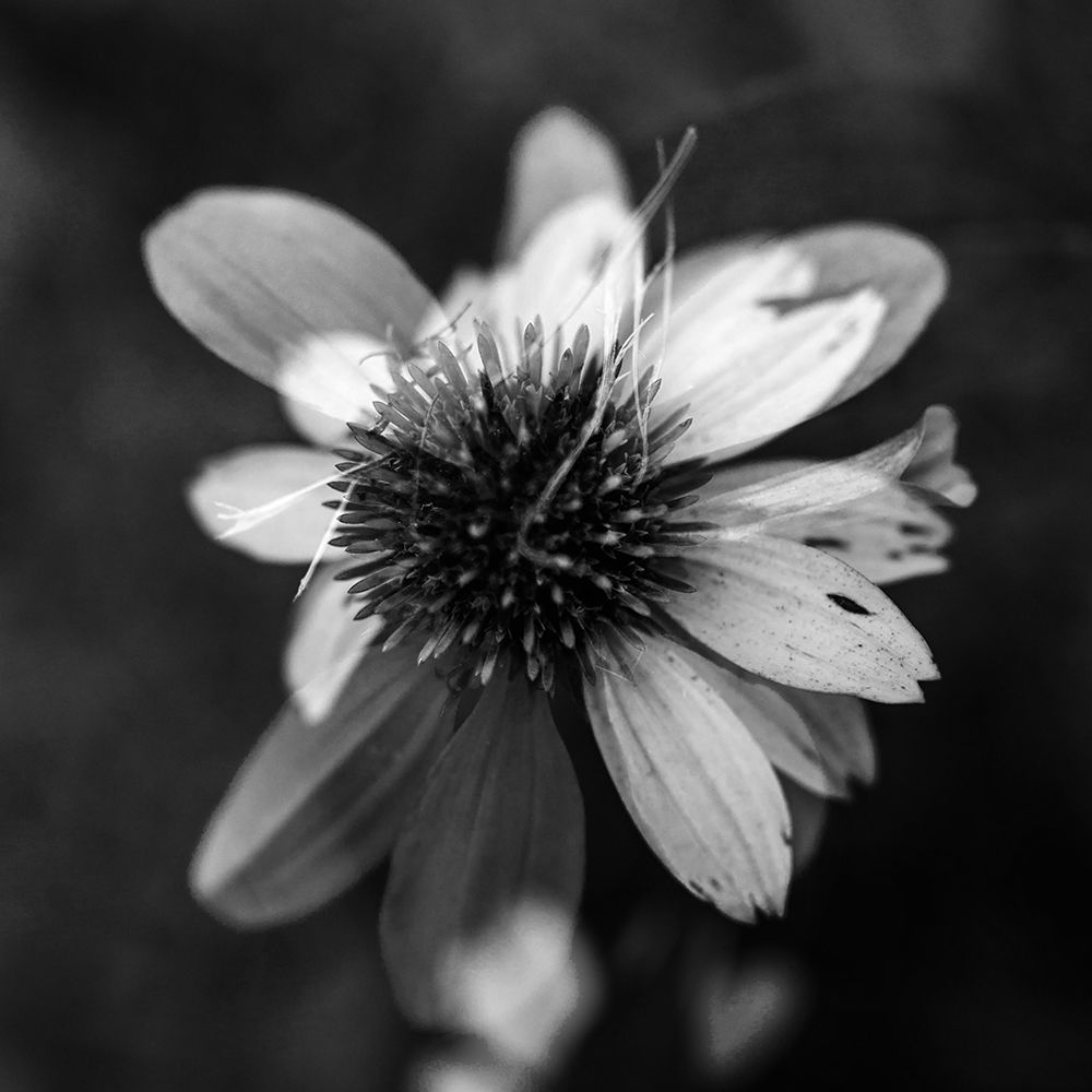 A New Flower Square BW art print by Will Malone for $57.95 CAD