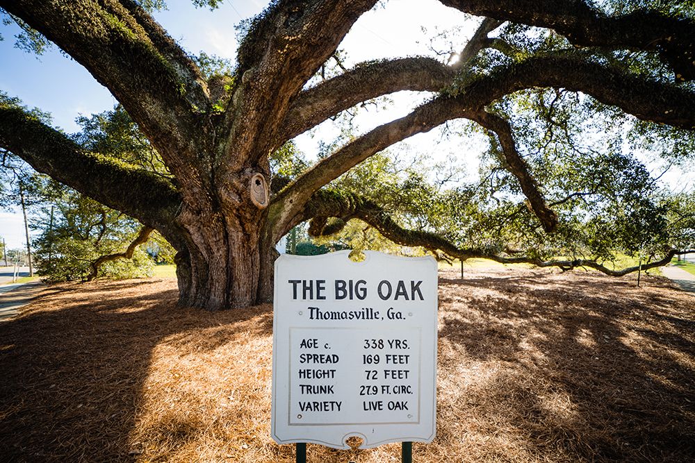 Big Oak 6 art print by Will Malone for $57.95 CAD