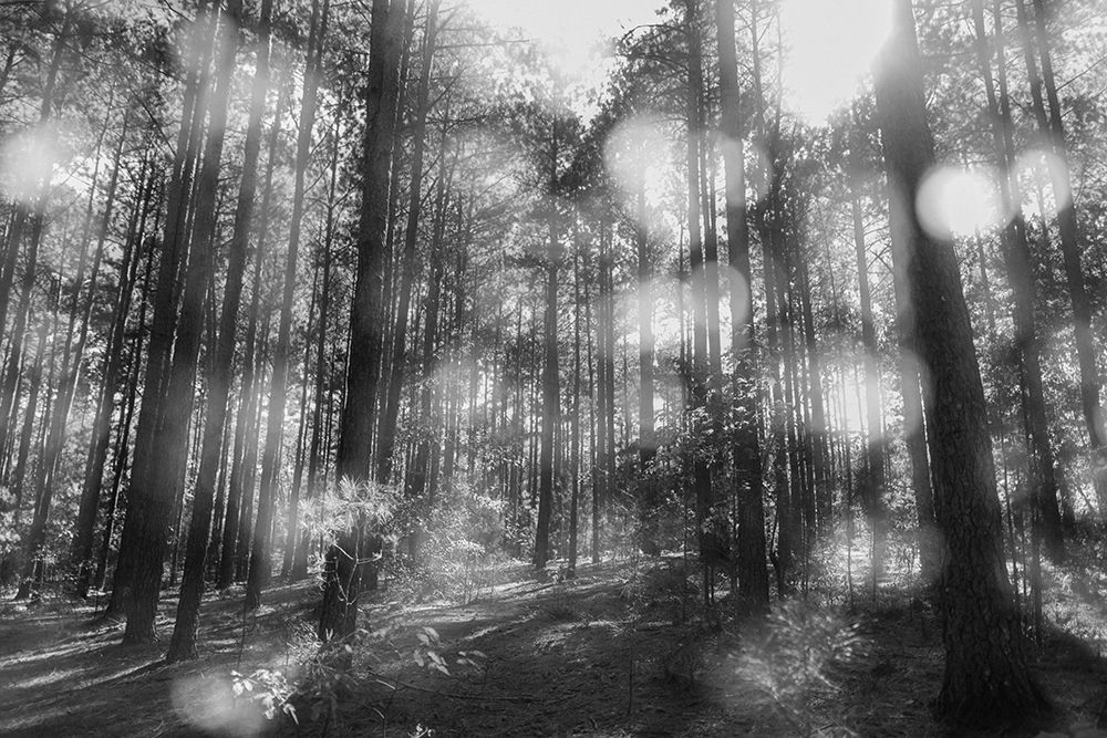 Blurry Forest BW art print by Will Malone for $57.95 CAD