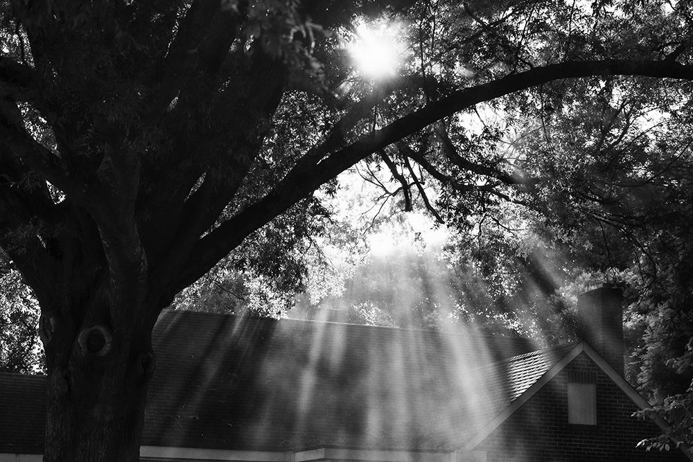 Morning Sunlight BW art print by Will Malone for $57.95 CAD