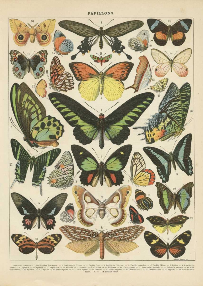 Papillons II art print by Gwendolyn Babbitt for $57.95 CAD