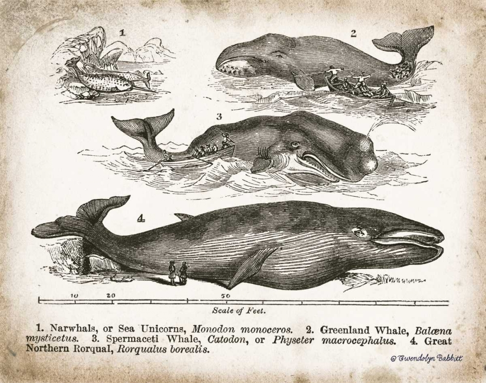 Antique Whales II art print by Gwendolyn Babbitt for $57.95 CAD