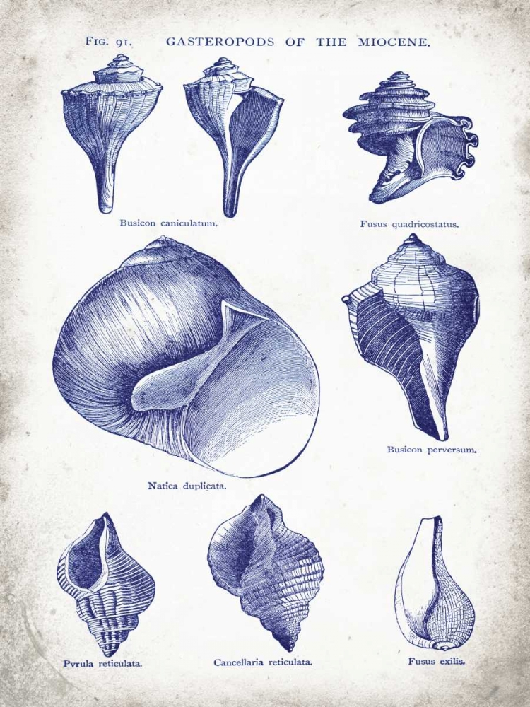 Indigo Shells II art print by Gwendolyn Babbitt for $57.95 CAD