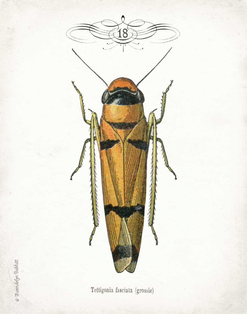 Beetle II art print by Gwendolyn Babbitt for $57.95 CAD