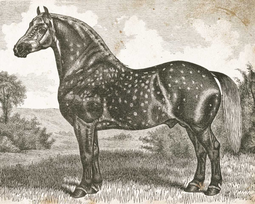 Horse Etching II art print by Gwendolyn Babbitt for $57.95 CAD