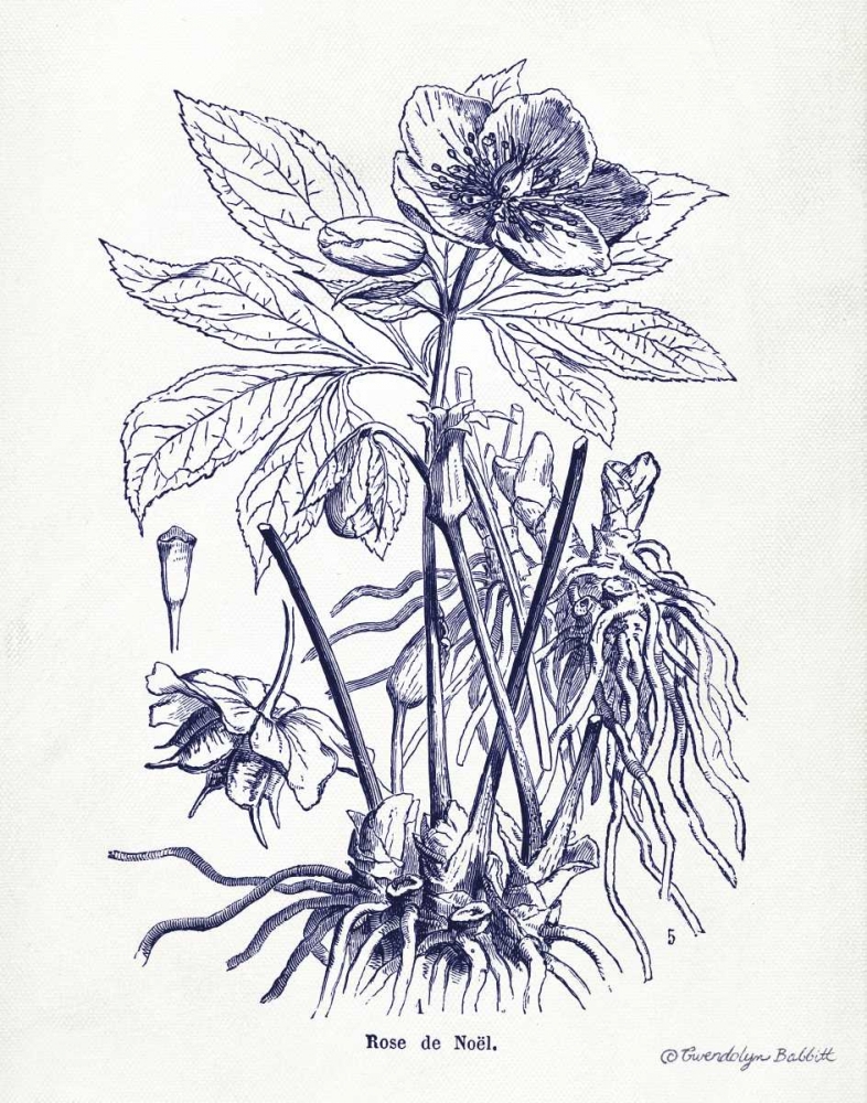 Indigo Botanical II art print by Gwendolyn Babbitt for $57.95 CAD