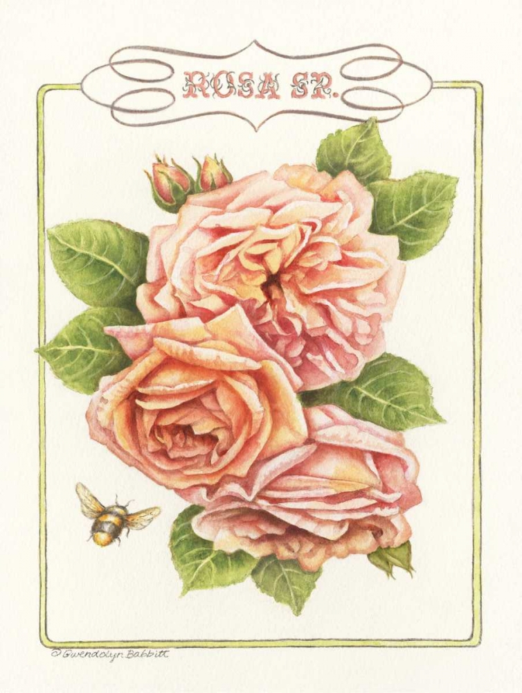 Rose Species art print by Gwendolyn Babbitt for $57.95 CAD