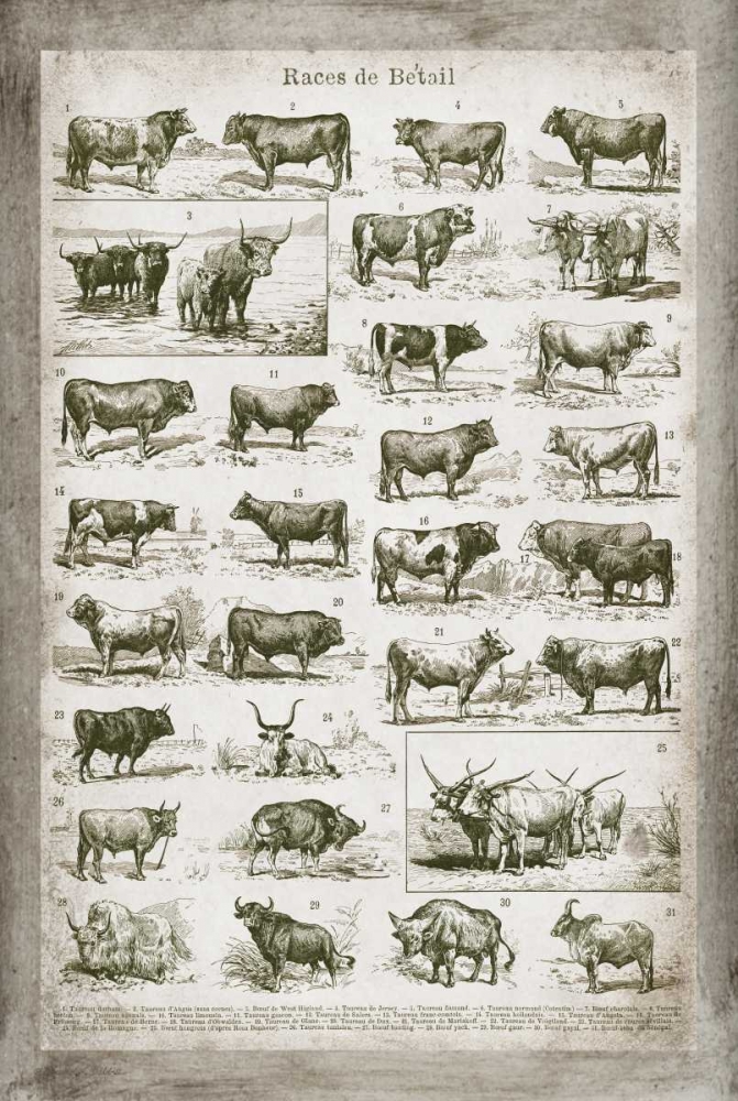 French Cow Chart art print by Gwendolyn Babbitt for $57.95 CAD