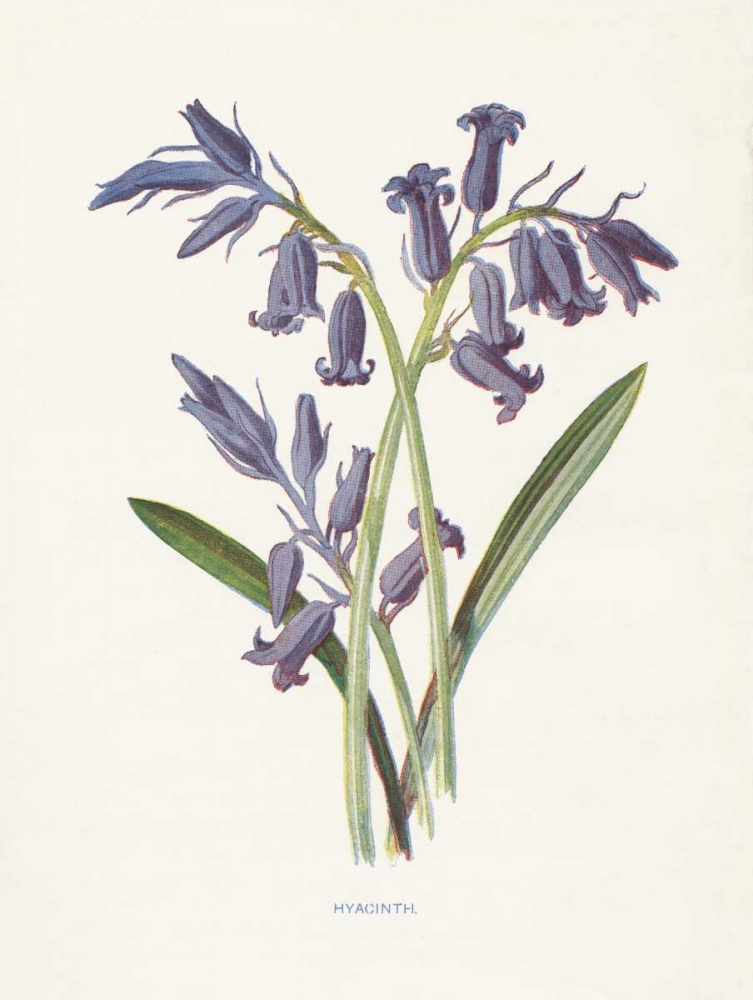 Hyacinth art print by Gwendolyn Babbitt for $57.95 CAD