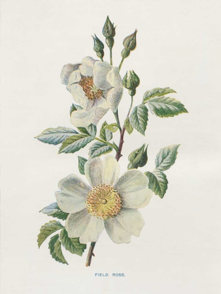 Field Rose art print by Gwendolyn Babbitt for $57.95 CAD