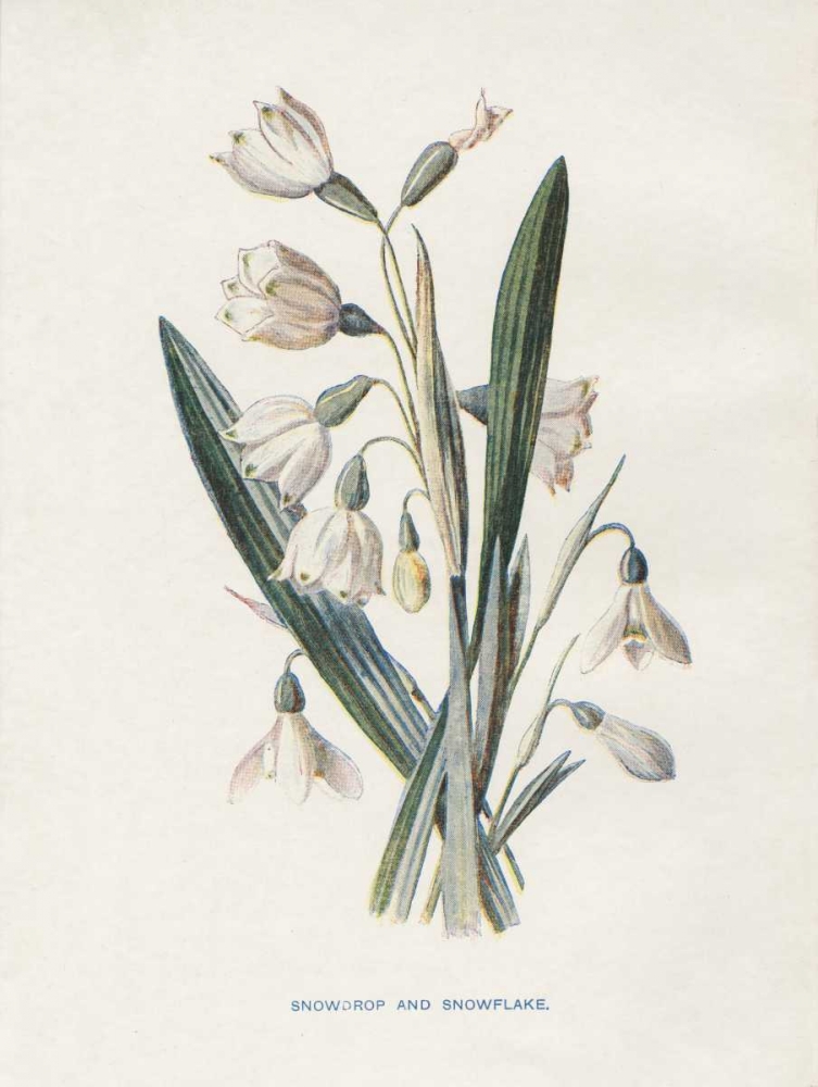 Snowdrop and Snowflake art print by Gwendolyn Babbitt for $57.95 CAD