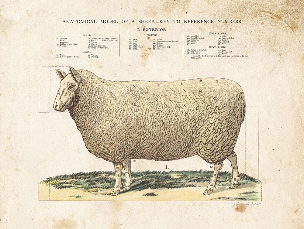 Anatomical Model Sheep art print by Gwendolyn Babbitt for $57.95 CAD