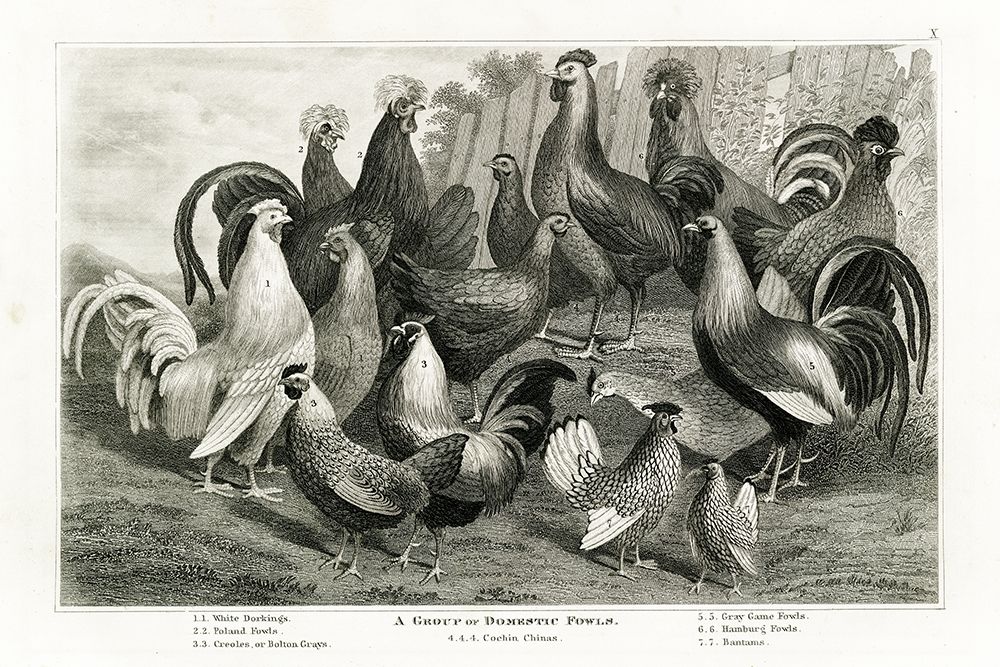 1800s Chicken Chart art print by Gwendolyn Babbitt for $57.95 CAD