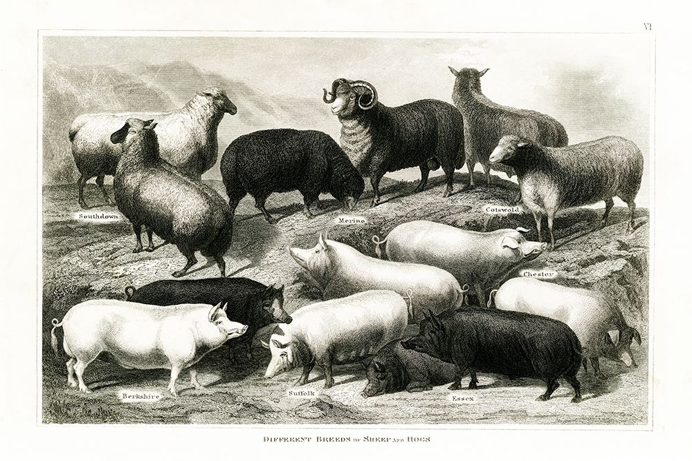 1800s Sheep and Pig Chart art print by Gwendolyn Babbitt for $57.95 CAD