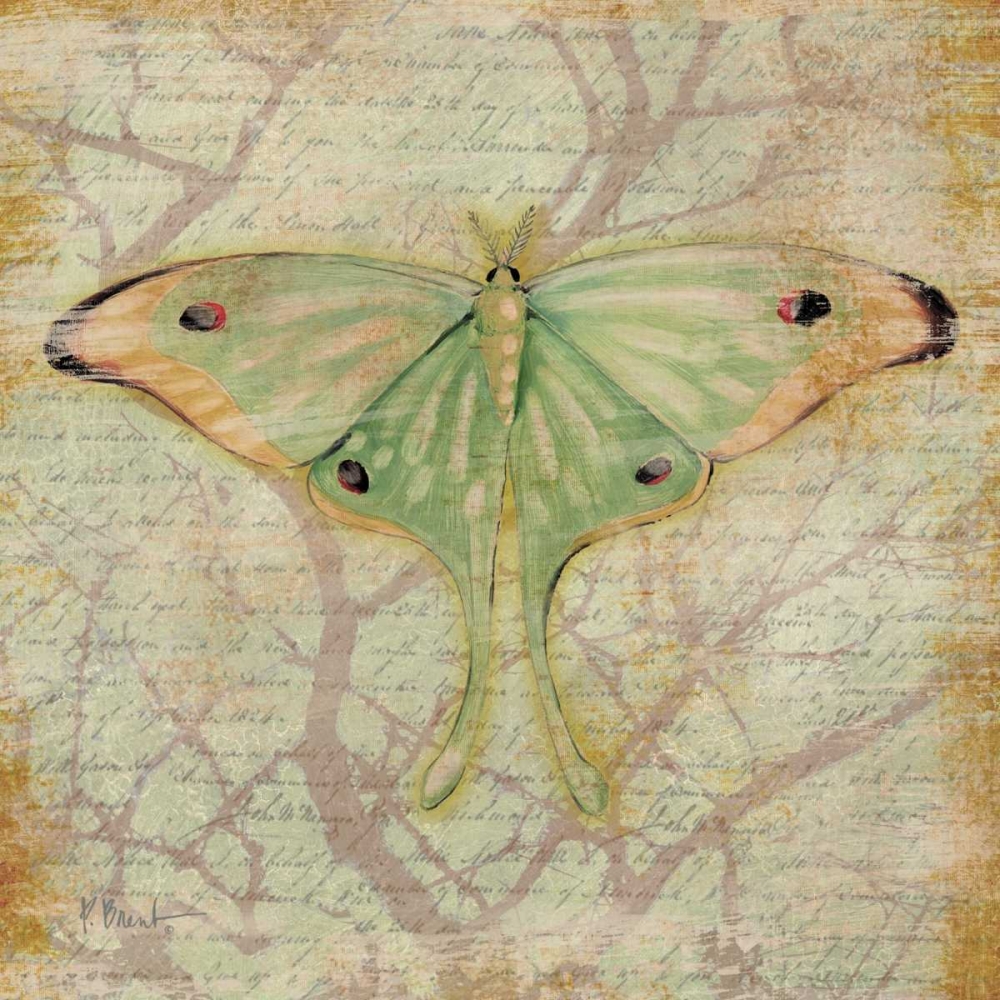 Vintage Butterflies III art print by Paul Brent for $57.95 CAD