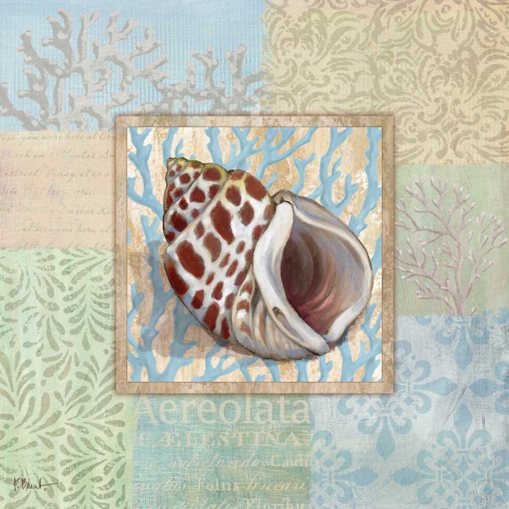 Oceanic Shell Collage I art print by Paul Brent for $57.95 CAD