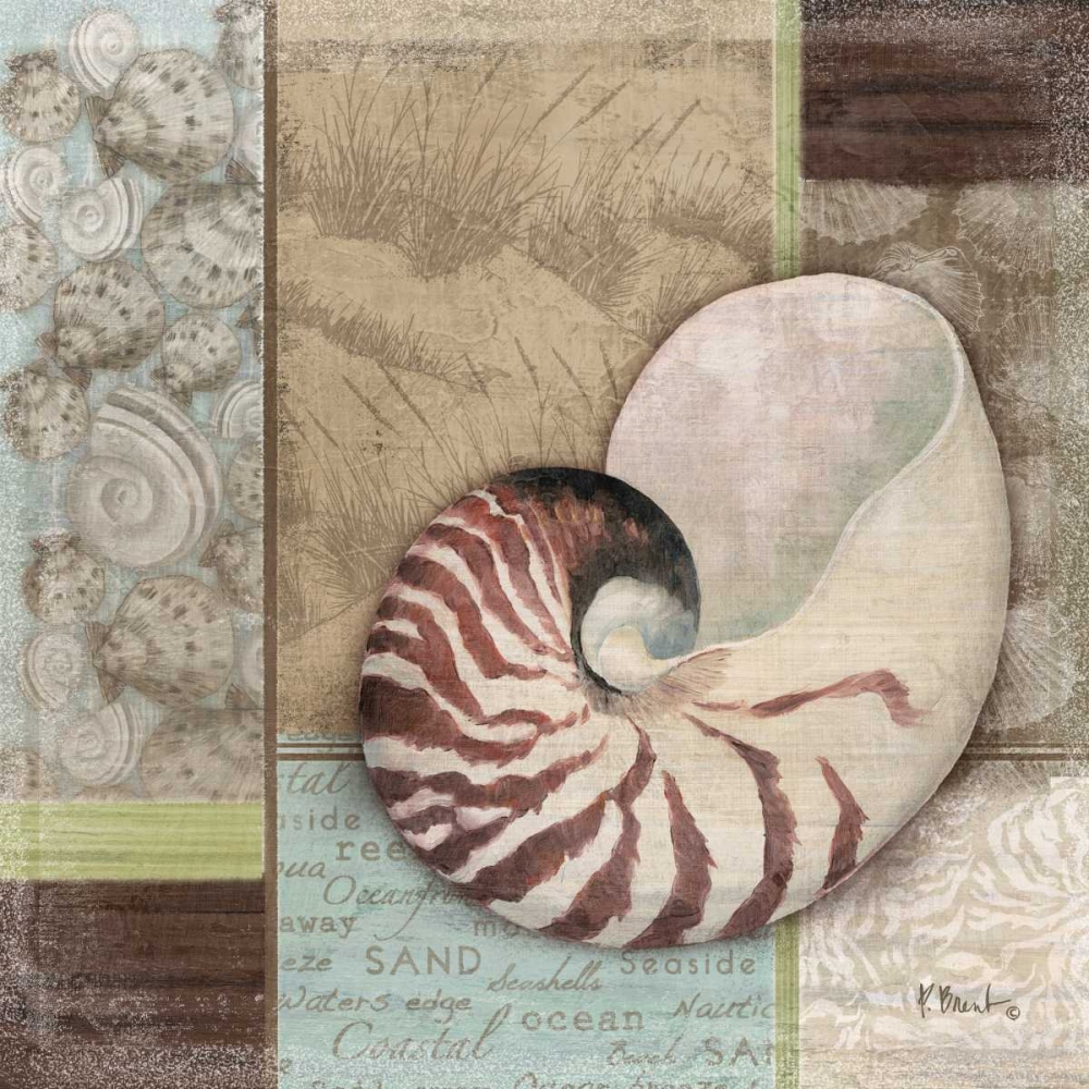 Santa Rosa Shell II art print by Paul Brent for $57.95 CAD