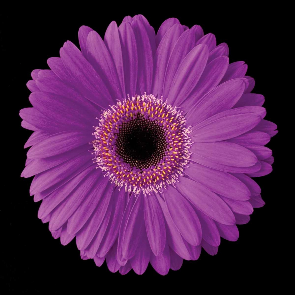 Gerbera Daisy Purple art print by Jim Christensen for $57.95 CAD