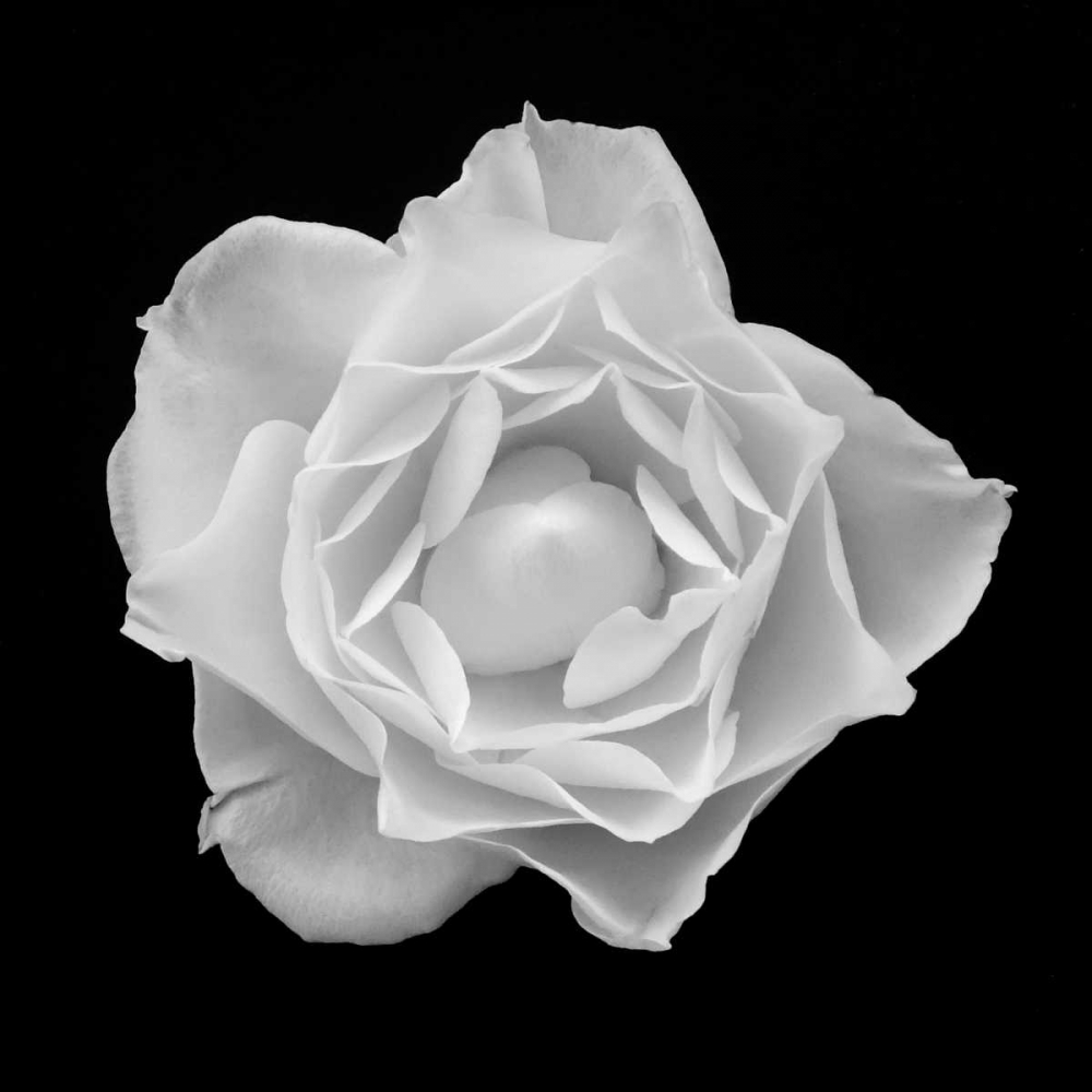 White Rose I art print by Jim Christensen for $57.95 CAD