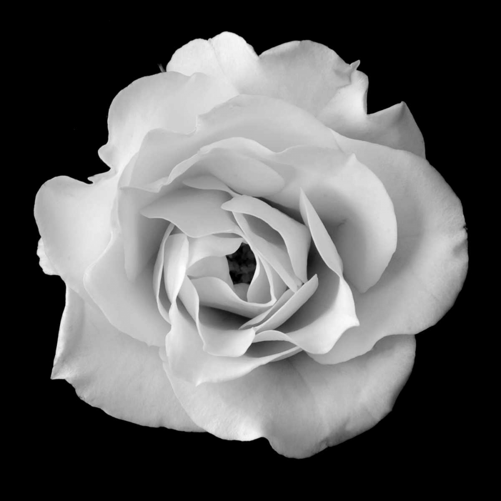White Rose II art print by Jim Christensen for $57.95 CAD